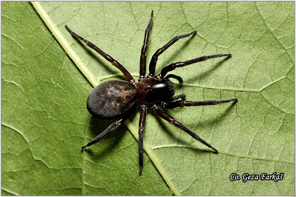 003_black_lace-weaver.jpg - Black lace-weaver, Amaurobius ferox