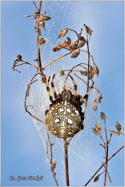 004_four_spot_orb_weaver.jpg - Four spot orb weaver, Araneus quadratus, Mesto - Location: Fruska Gora