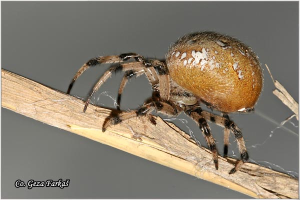 005_four_spot_orb_weaver.jpg - Four spot orb weaver, Araneus quadratus