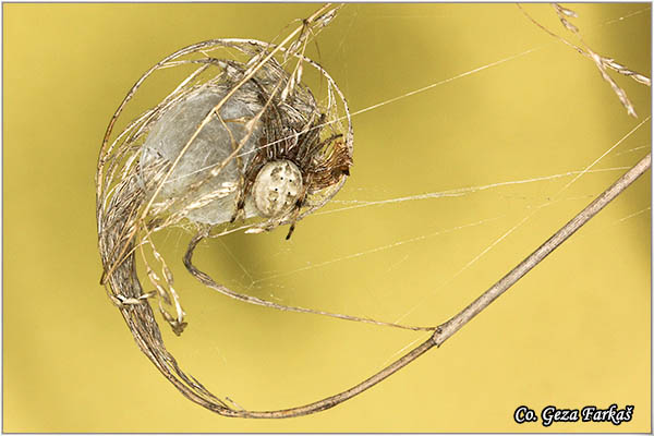 006_four_spot_orb_weaver.jpg - Four spot orb weaver, Araneus quadratus, Mesto - Location: Banja Rusanda