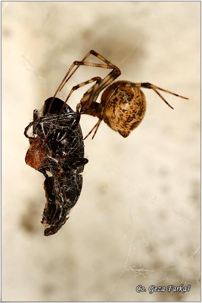 008_common_house_spider.jpg - Common house spider, Achaearanea tepidariorum, Location - mesto: Novi Sad, serbia