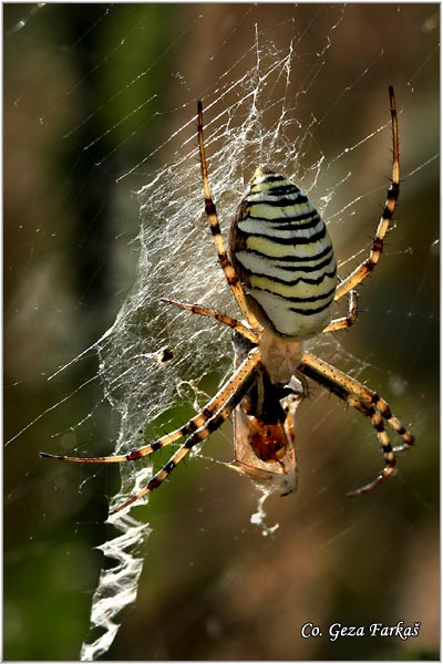 017_wasp_spider.jpg - Wasp spider, Argiope bruennichi