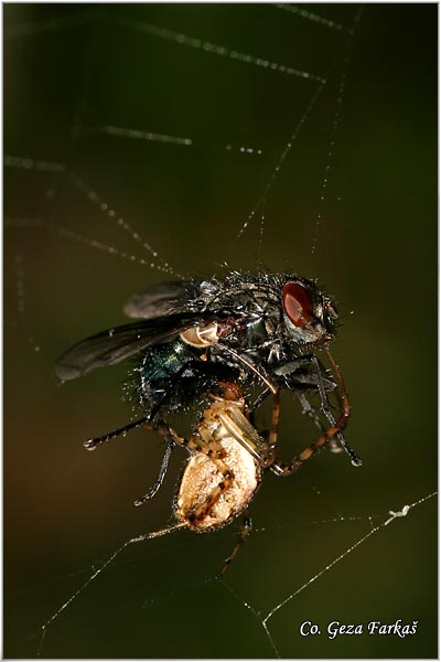 021_common_orb_weaver.jpg - Common orb weaver, Metellina segmentata