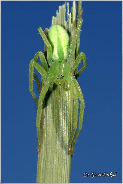 025_green_huntsman_spider.jpg - Green huntsman spider, Micrommata virescens, Mesto - Location: FruÅ¡ka gora mountine, Serbia