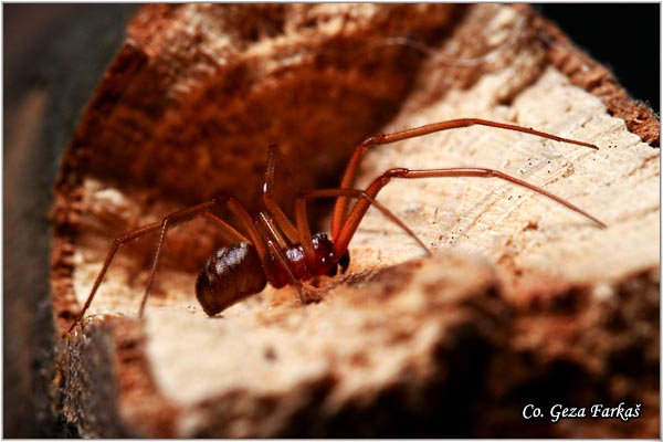 026_triangulate_bud_spider.jpg - Triangulate bud spider, Steatoda_triangulosa, Mesto - Location: Novi Sad, Serbia