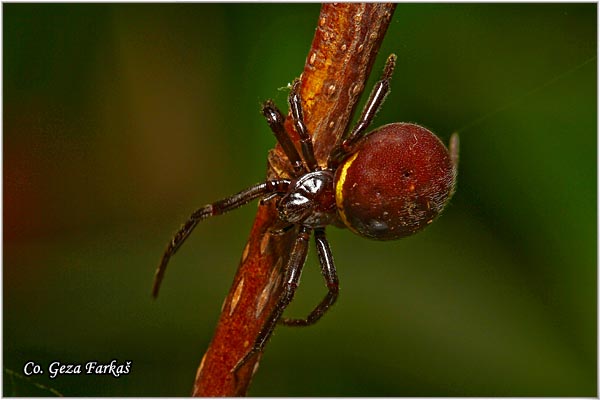 030_false_widow_spider.jpg - False widow spider, Steatoda paykulliana, Lana crna udovica,  Location: Fruka Gora, Serbia