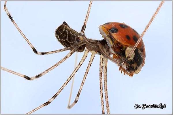 032_daddy-long-legs.jpg - Daddy-long-legs, Pholcus phalangioides, Location - mesto: Novi Sad, Serbia