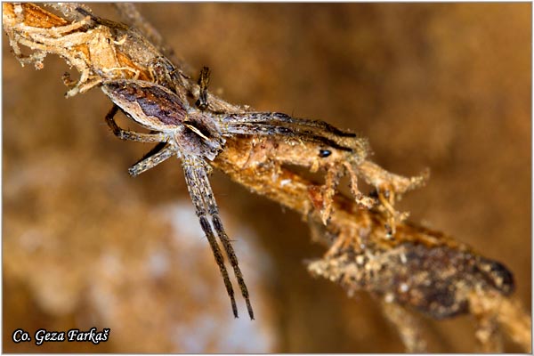 040_nursery_web_spider.jpg - Tropical Tent-Web Spider, Cyrtophora citricola, Mesto - Location: Skiathos, Greece