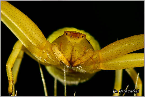 042_misumena_vatia.jpg - Misumena vatia, Mesto - Location: FruÅ¡ka gora , Serbia