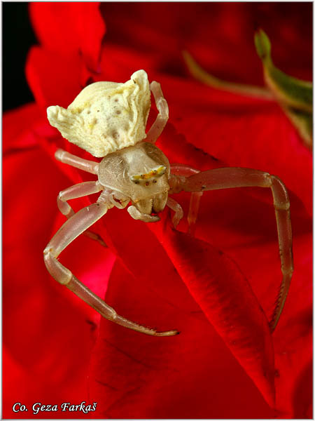 045_yellow_heather_spider.jpg - Yellow Heather Spider, Thomisus onustus, Location - mesto: Novi Sad, Serbia