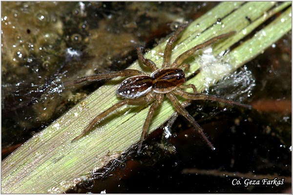 051_wolf_spider.jpg - Wolf spider, Pirata piraticus