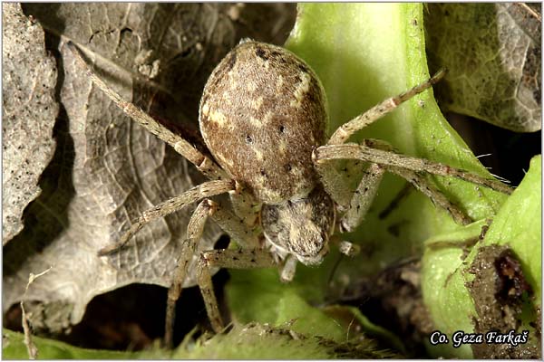 053_running_crab_spider.jpg - Running crab spider, Philodromus cespitum