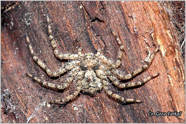 055_philodromus_margaritatus.jpg - Philodromus Margaritatus