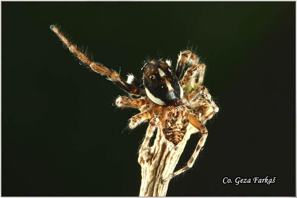 067_menemerus_semilimbatus.jpg - Menemerus semilimbatus Mesto - Location: Novi Sad, Serbia