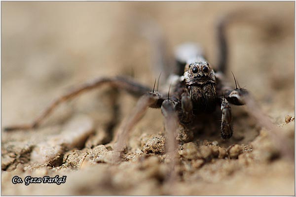 077_allopecosa.jpg - Allopecosa Sp., Mesto - Location, Fruska Gora, Serbia