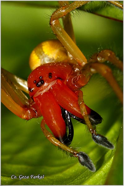 082_yellow_sac_spider.jpg - Yellow sac spider, Cheiracanthium punctorium, Mesto - Location: Zelengora, Bosnia and Herzegovina