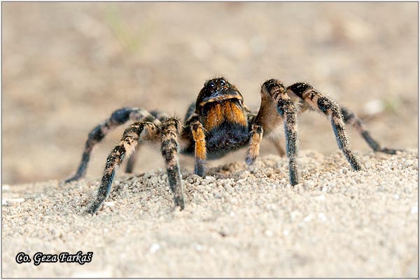 083_wolf_spider.jpg - Wolf spider, Geolycosa vuituosa, Tarantula,  Location: Koviljski rit, Serbia