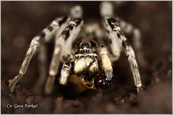 085_wolf_spider.jpg - Wolf spider, Geolycosa vuituosa, Tarantula,  Location: Fruka Gora mountine, Serbia