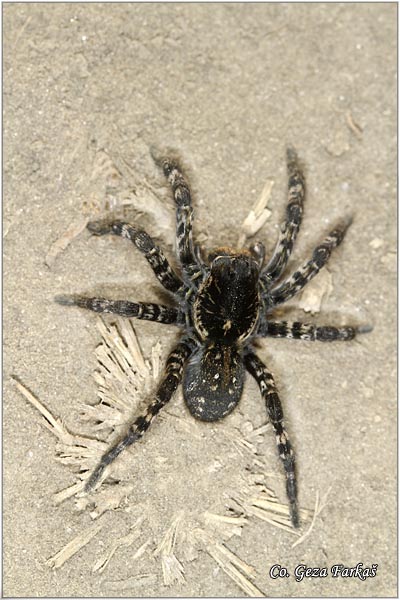 086_wolf_spider.jpg - Wolf spider, Geolycosa vuituosa, Tarantula,  Location: Koviljski rit, Serbia