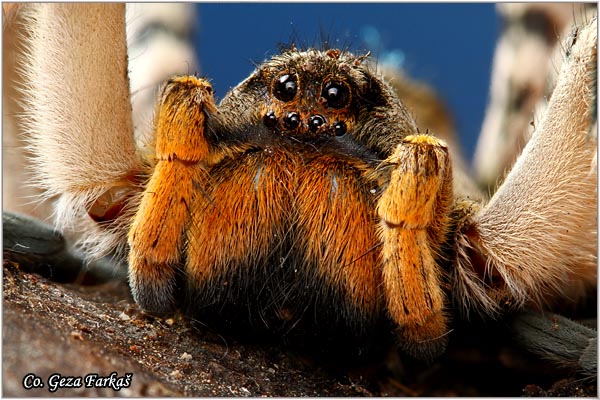 090_lycosa_singoriensis.jpg - Wolf spider, lycosa singoriensis, Tarantula, Mesto - Location: Novi Sad, Serbia