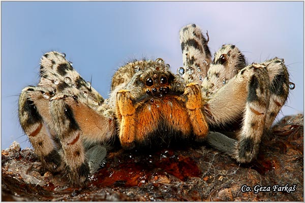 092_lycosa_singoriensis.jpg - Wolf spider, lycosa singoriensis, Tarantula, Mesto - Location: Novi Sad, Serbia