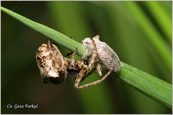 100_gibbaranea_bituberculata.jpg - Gibbaranea bituberculata,  Mesto - Location: Novi Sad, Serbia