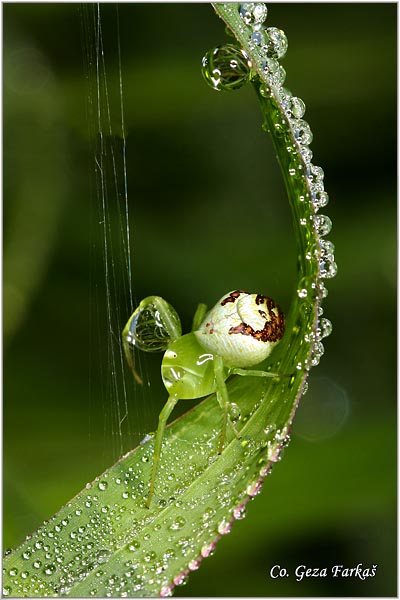 102_crab_spider.jpg - Crab spider, Ebrechtella tricuspidata, Location - mesto: Novi Sad, Serbia