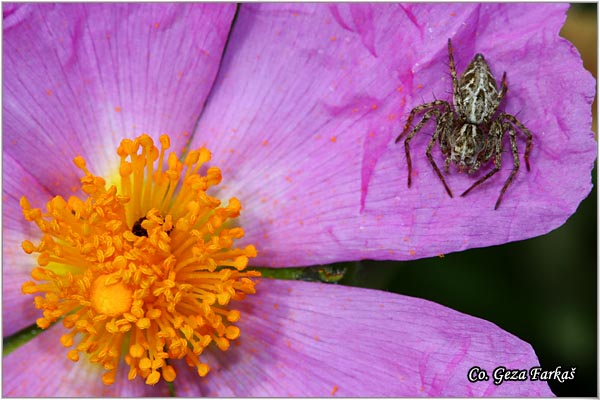 104_oxyopes_heterophthalmus.jpg - Oxyopes heterophthalmus, Location - mesto: Herzeg Novi, Montenegro