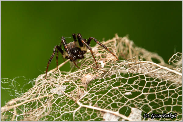 106_cyclosa_oculata.jpg - Cyclosa oculata, Mesto - Location: FruÅ¡ka gora, Serbia