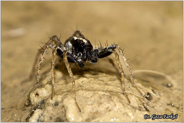 108_aulonia_albimana.jpg - Cyclosa oculata, Mesto - Location: FruÅ¡ka gora, Serbia