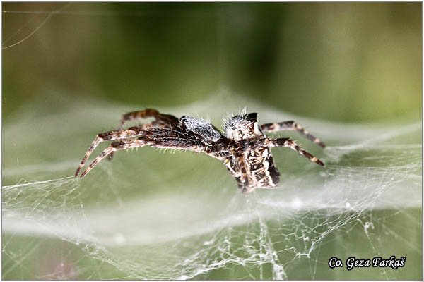 110_tropical_tent-web_spider.jpg - Tropical Tent-Web Spider, Cyrtophora citricola, Mesto - Location: Skiathos, Greece