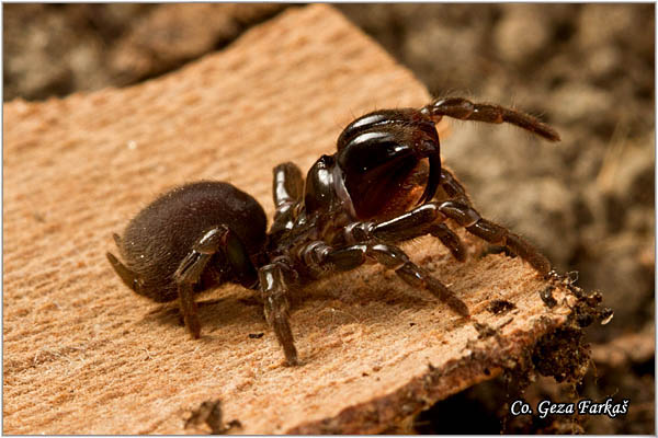 112_purse_web_spider.jpg - Purse web spider, Atypus muralis, Mesto - Location: Deliblatska peÅ¡Äara, Serbia