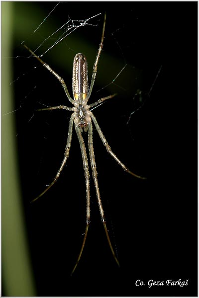 130_long-jawed_spider.jpg - Long-jawed spider, Tetragnatha extensa