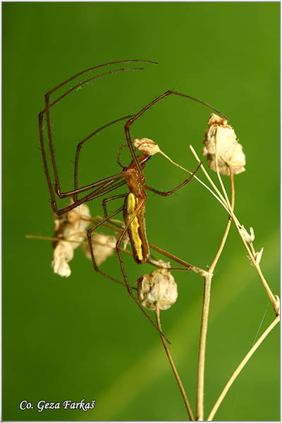 131_long-jawed_spider.jpg - Long-jawed spider, Tetragnatha extensa, Mesto - Location Gornje podunavlje