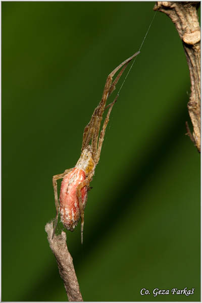 230_uloborus_walckenaerius.jpg - Uloborus walckenaerius,  Location: Suboticka pescara, Serbia