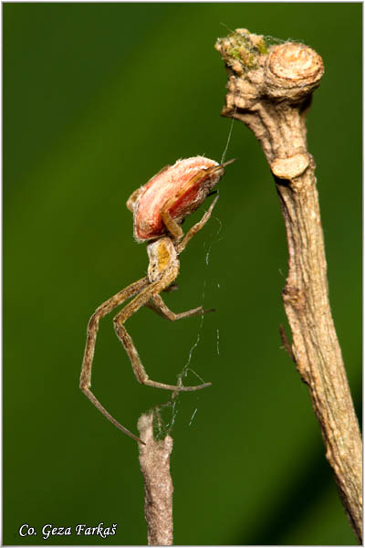 232_uloborus_walckenaerius.jpg - Uloborus walckenaerius,  Location: Suboticka pescara, Serbia