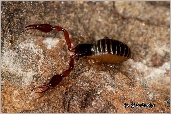 300_pseudoscorpion.jpg - Pseudoscorpion, Neobisium Sp., Location - mesto: Fruka gora, Serbia