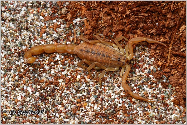 310_buthus_gibbosus.jpg - Buthus gibbosus, Mesto - Location: Macedonia