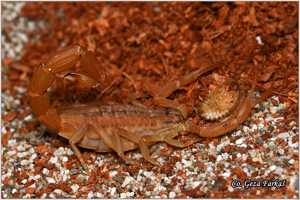 315_buthus_gibbosus.jpg - Buthus gibbosus, Mesto - Location: Macedonia