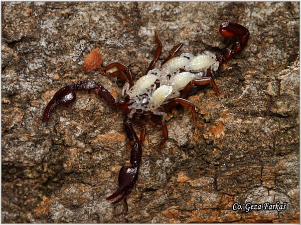 320_euroscorpius_sp.jpg - Euroscorpius sp. ,Mesto - Location: Djavolja varo, Serbia