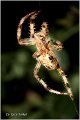 009_garden_spider