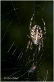 011_garden_spider