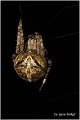014_araneus_angulatus