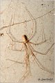 031_daddy-long-legs