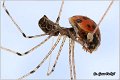 032_daddy-long-legs