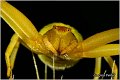 042_misumena_vatia