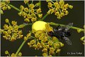 043_misumena_vatia