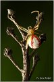 044_enoplognata_ovata