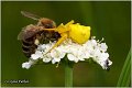 046_yellow_heather_spider