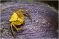 048_yellow_heather_spider